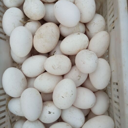 濮阳县种鹅蛋 三花杂交种蛋