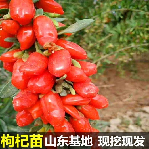 红枸杞苗  宁夏枸杞树苗！当年结果！适合南北方种植！现挖保湿