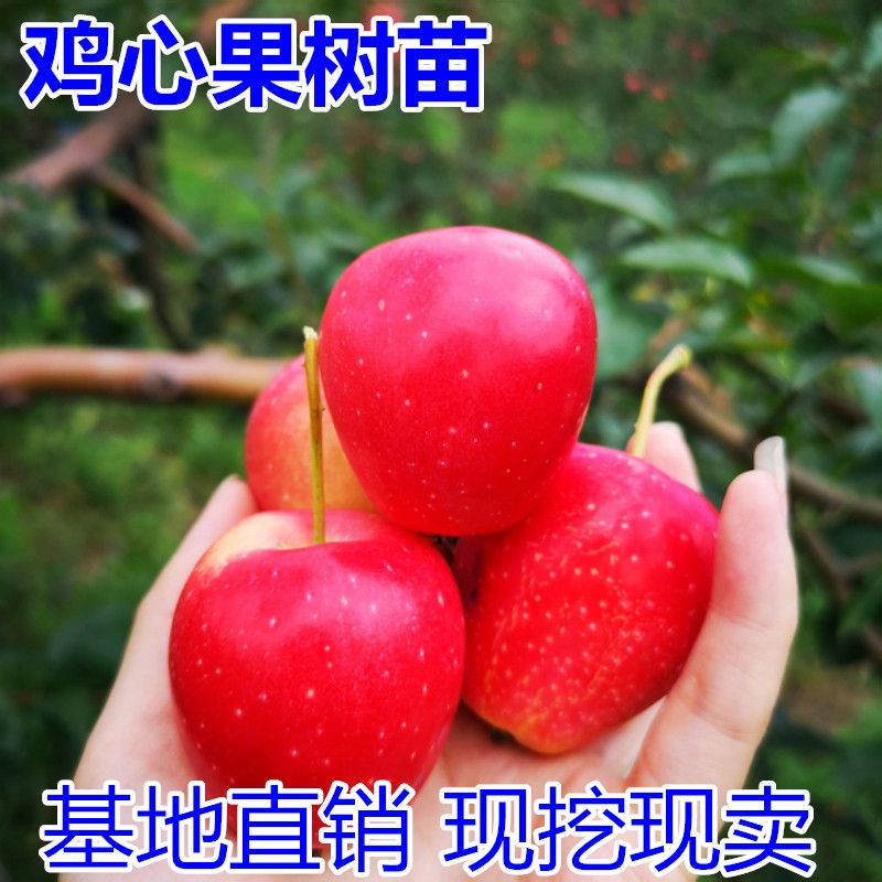 平邑县 东北耐寒鸡心果苗果树苗盆栽鸡心果树苗矮化苹果苗庭院种植果苗