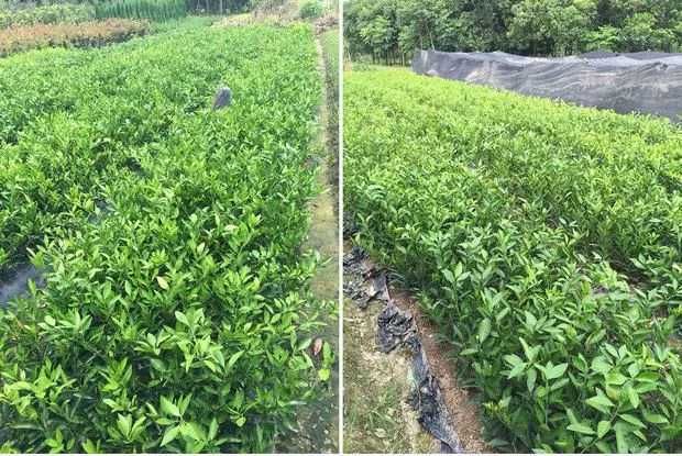 091无核沃柑苗 091沃柑橘苗，当年挂果苗，南北方均可地栽盆栽，基地直销