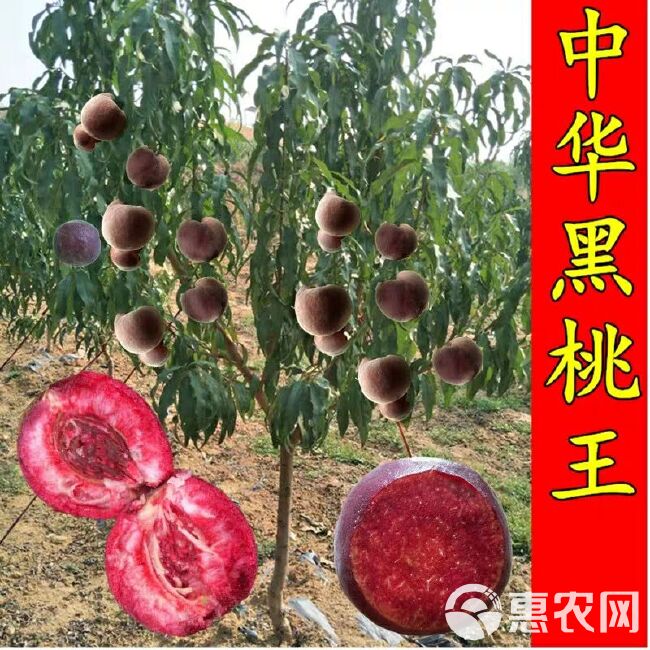  黑桃树苗，另售血桃，蟠桃，蜜桃，冬桃，沂蒙霜红等，品种纯正