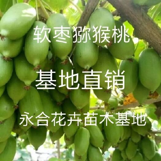 平邑县 想栽猕猴桃苗，是你最理想的选择，这理诚信第一，苗木纯正，