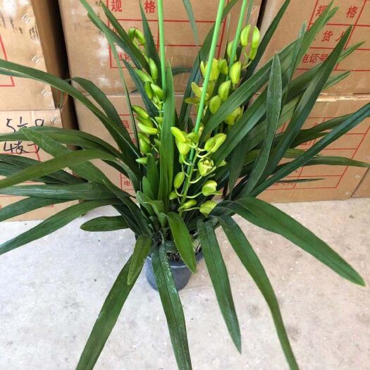 昆明大花惠兰 大花蕙兰