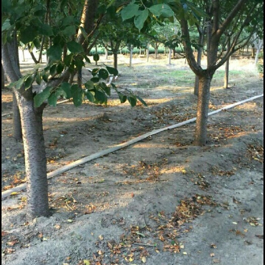 单樱 杆直帽元，树形优美，一级树，现挖现卖成活率高