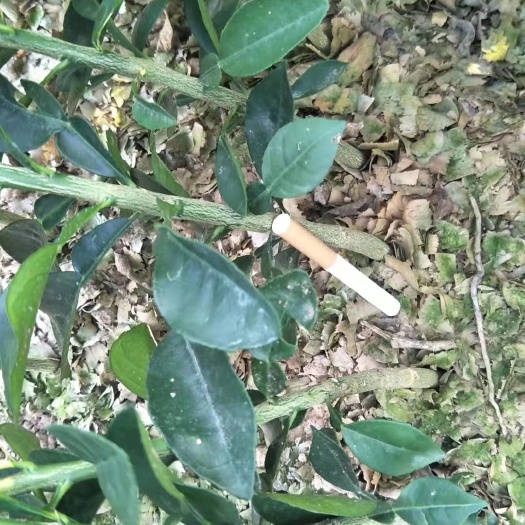 阳朔县柚树苗  柚子直生苗