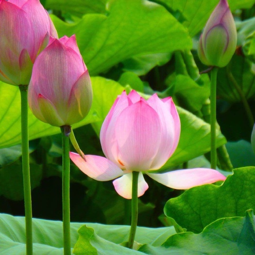 怀远县 纯手工莲子莲子茶批发