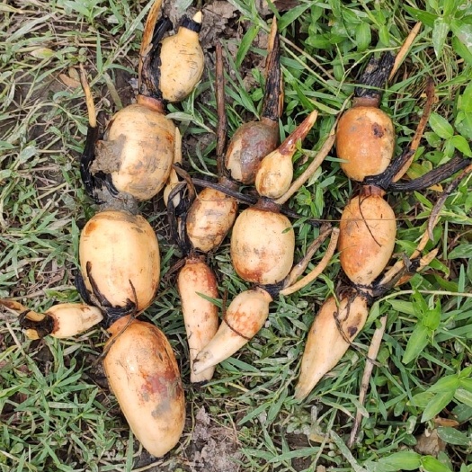 开平市鄂莲6号藕种苗 水洗藕