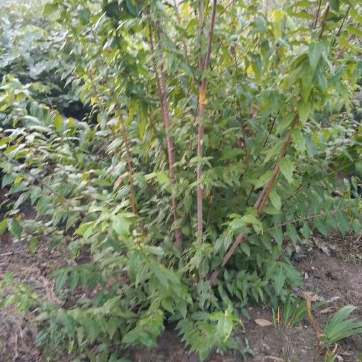 沭阳县天目琼花 保质保量