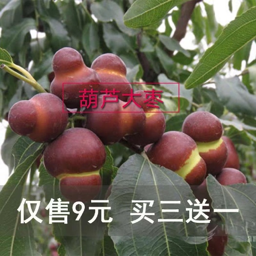 平邑县 葫芦枣树苗，，味道脆甜，品种正宗，包成活，死苗补发，基地直销