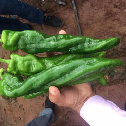 昆明螺丝椒种子大果