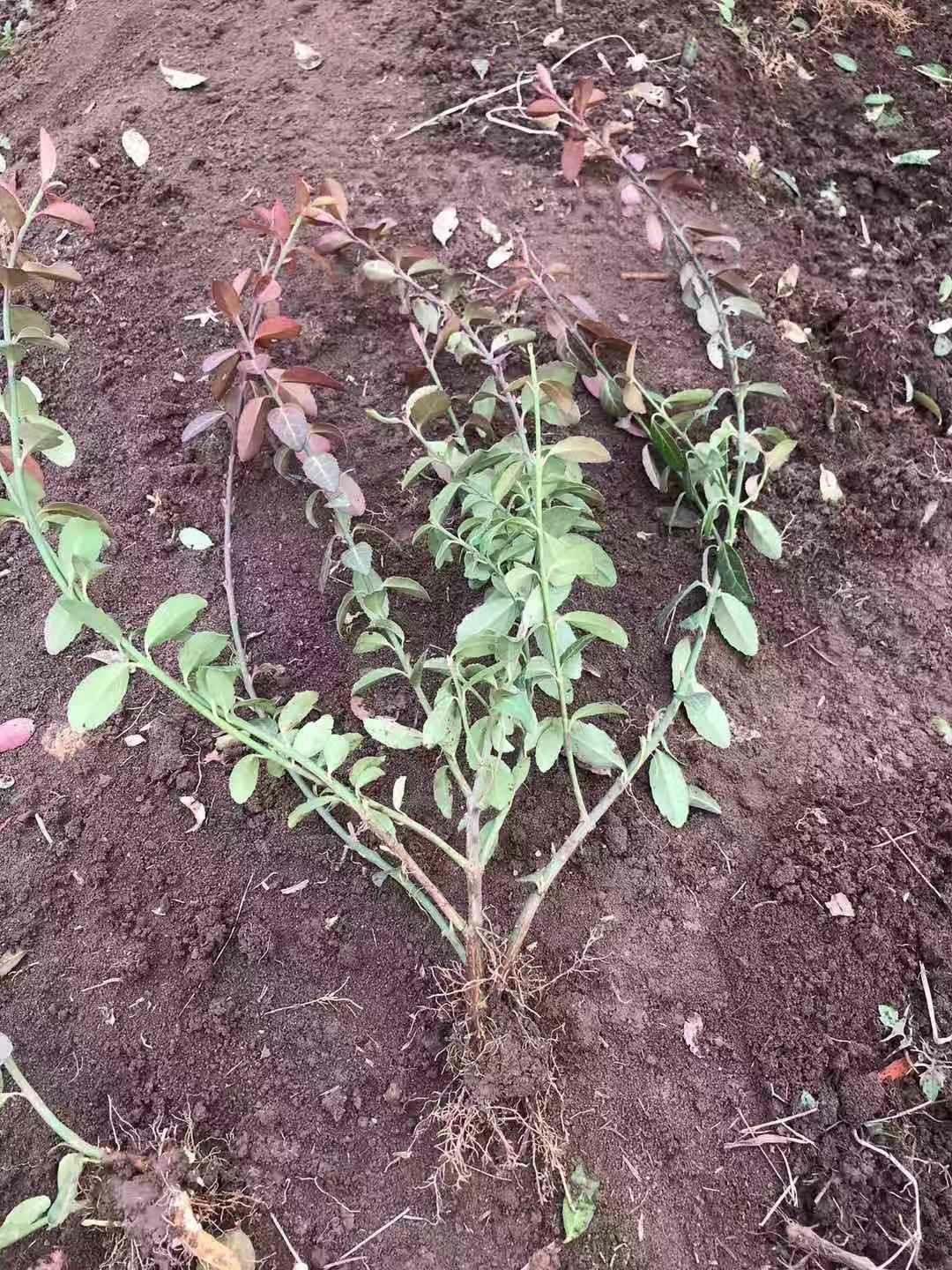  四季常青攀缘植物小叶扶芳藤卫矛耐寒爬藤花卉四季不掉叶青叶蔓苗
