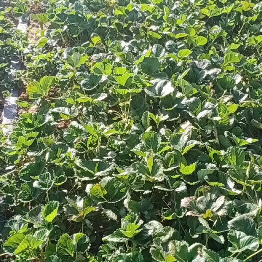 隆化县 夏季草莓苗，蒙特瑞
