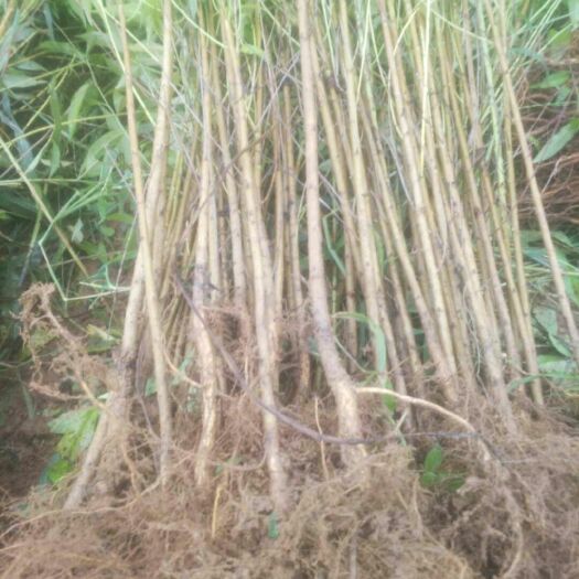 桃树苗 毛桃苗 根系发达,无病虫害 基地供应 薄利多销