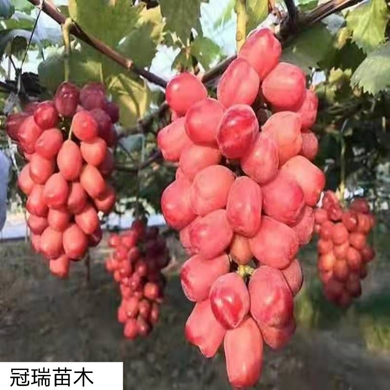 浪漫红颜葡萄苗 浪漫红颜葡萄树苗特大无核当年挂果品种保证保成活适合南北方种植