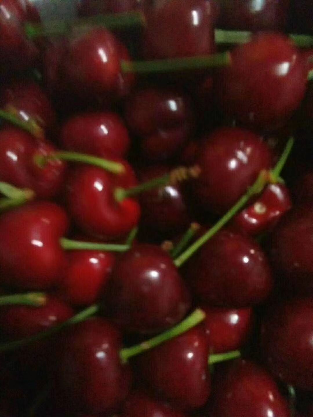  吉塞拉矮化樱桃苗