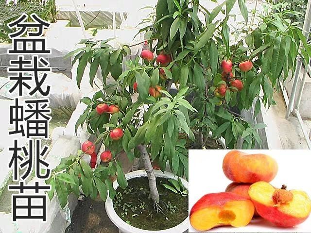 平邑县 【中华寿桃树苗特大早晚熟桃树苗嫁接桃子树苗南方北方种植】