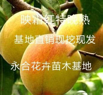 平邑县 映霜红桃树苗，沂蒙霜桃树苗，均属正品，良心商家，诚信经营。