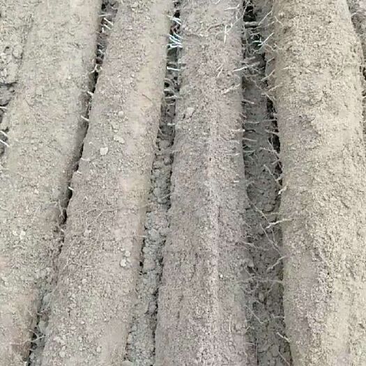 隆尧县 山药！麻山药