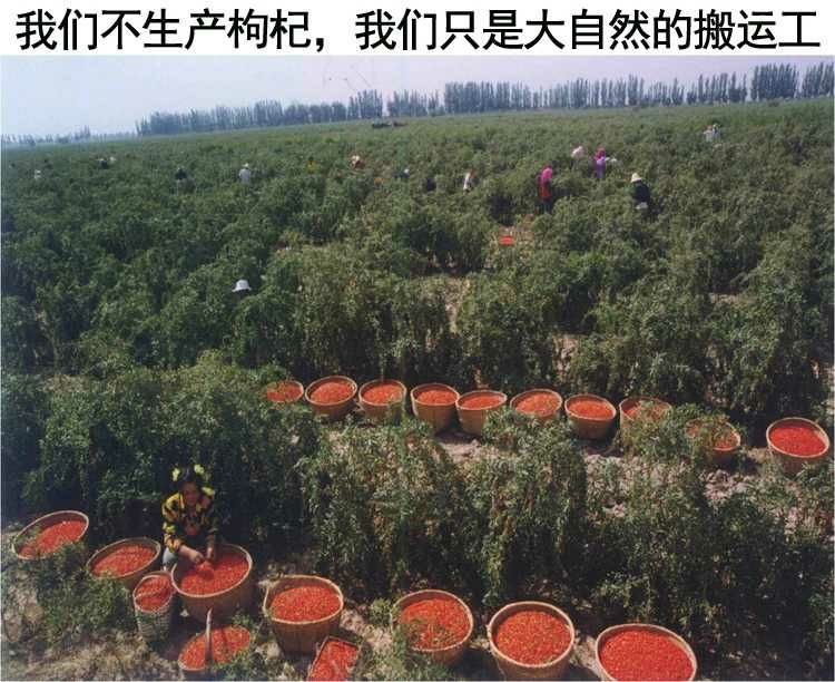 青海诺木洪新货红枸杞免洗红枸杞250克散装