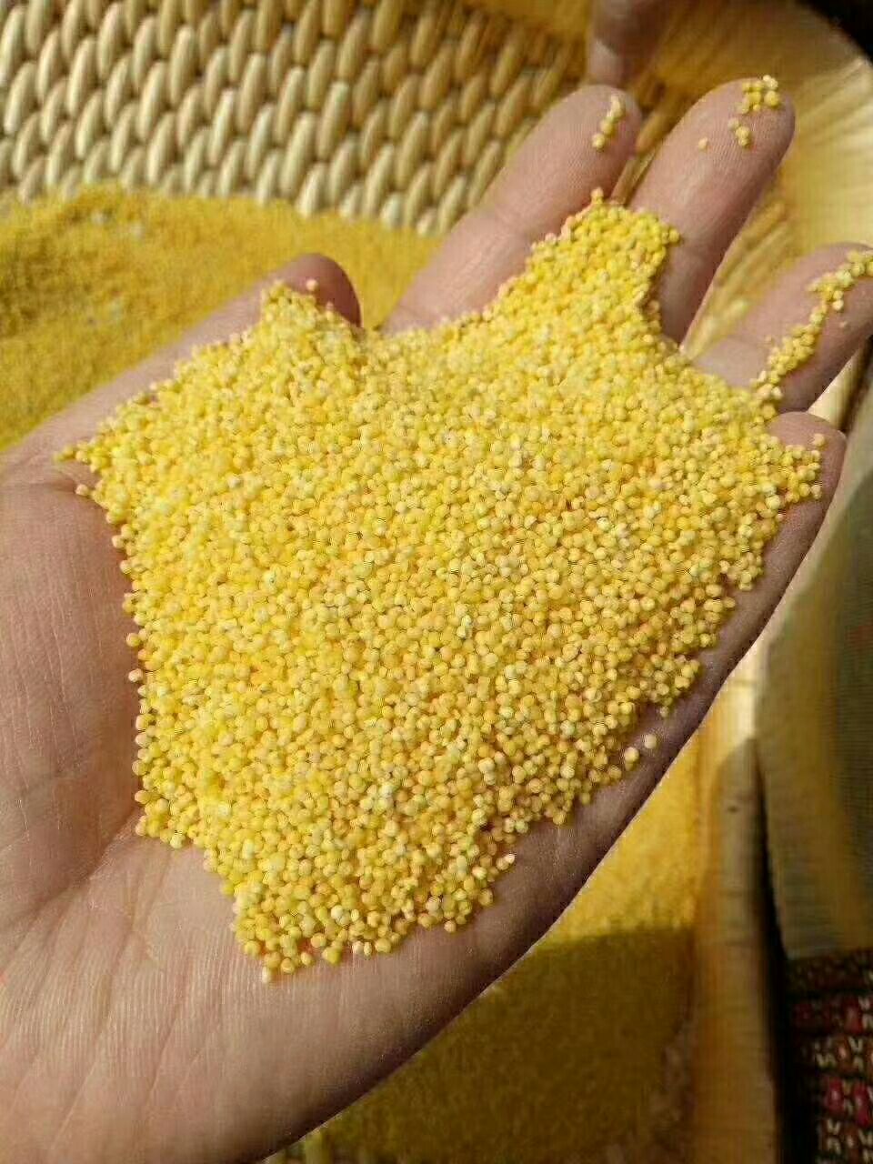  四季的雨露，大自然的馈赠，健康养胃小米粒粒饱满