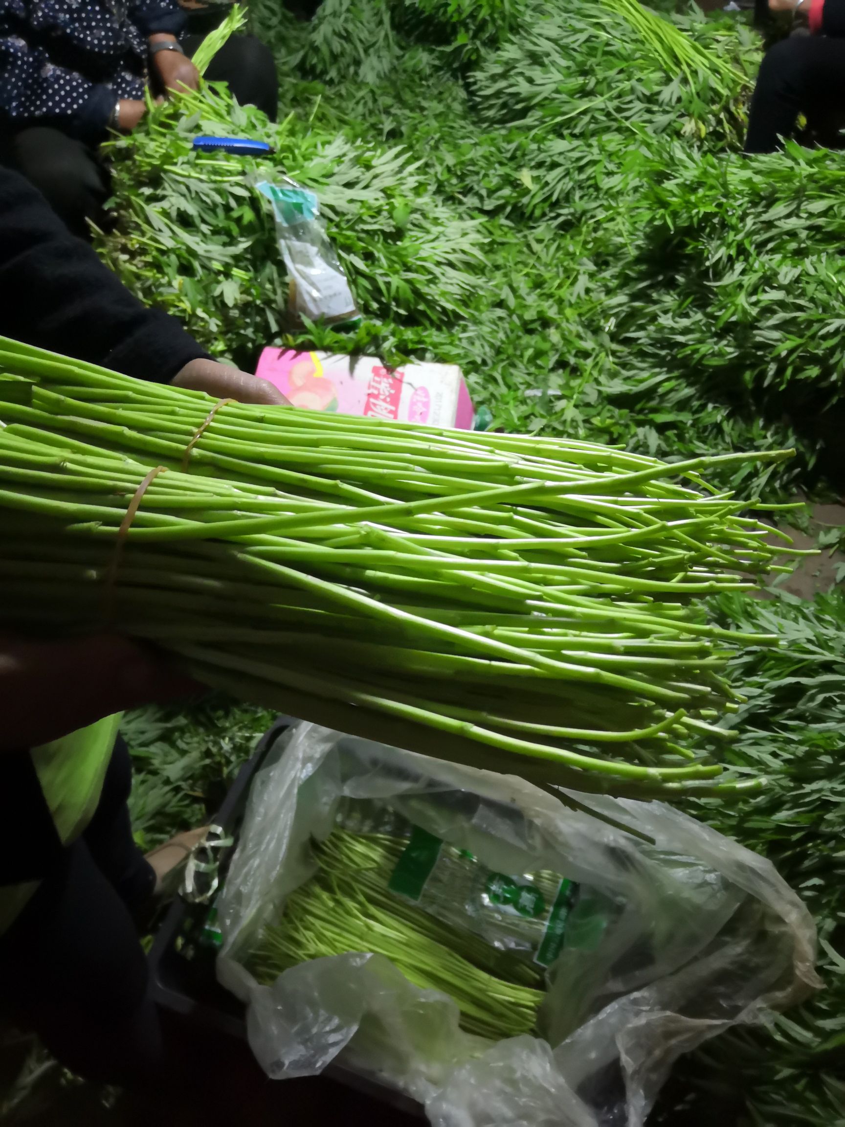 云南蒌蒿 云南黎蒿篓蒿芦蒿