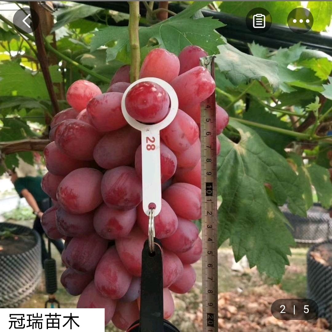 浪漫红颜葡萄苗 浪漫红颜葡萄树苗特大无核当年挂果品种保证保成活适合南北方种植