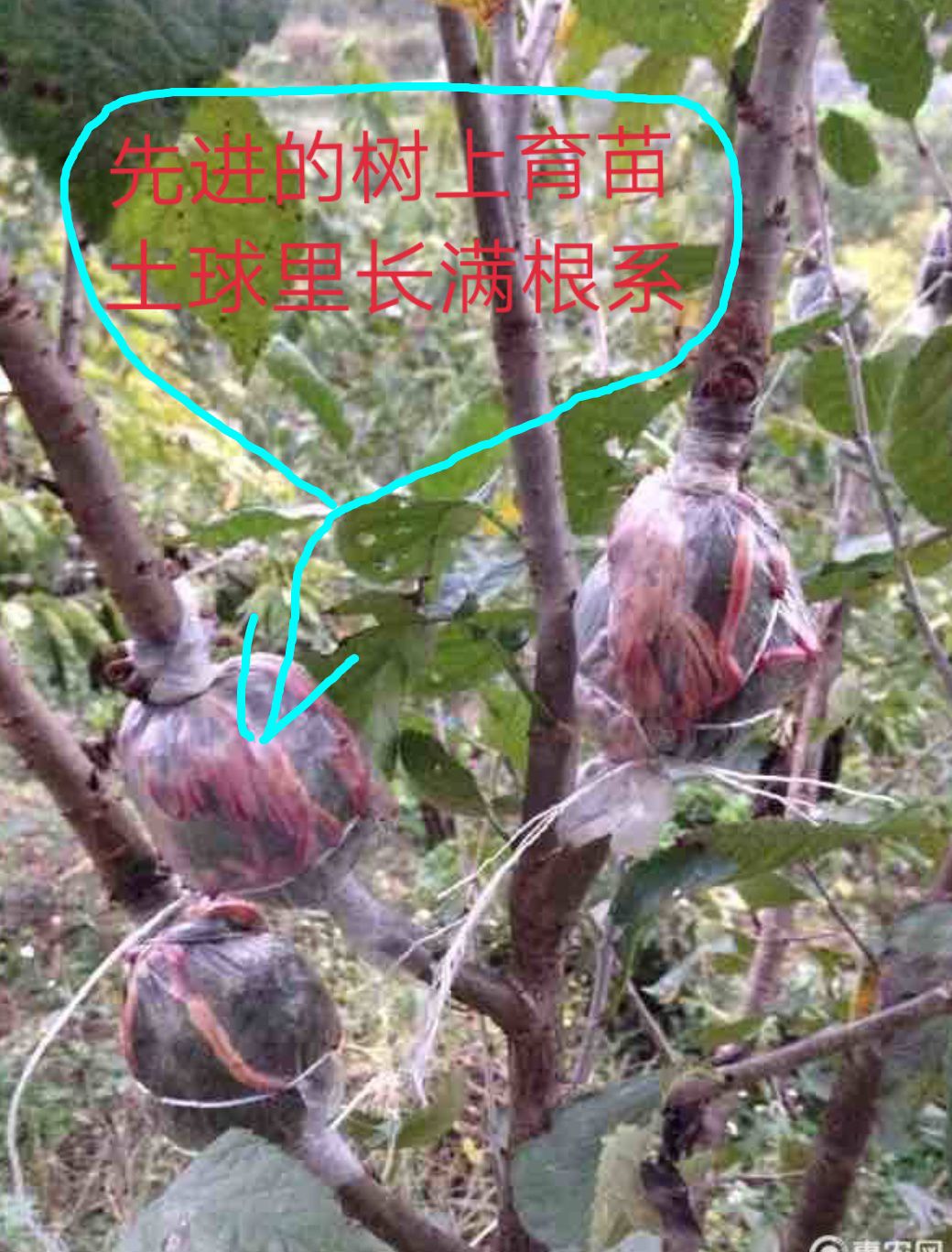 玛瑙红樱桃树苗 大果樱桃，玛瑙红，车厘子，红灯，俄八，美早