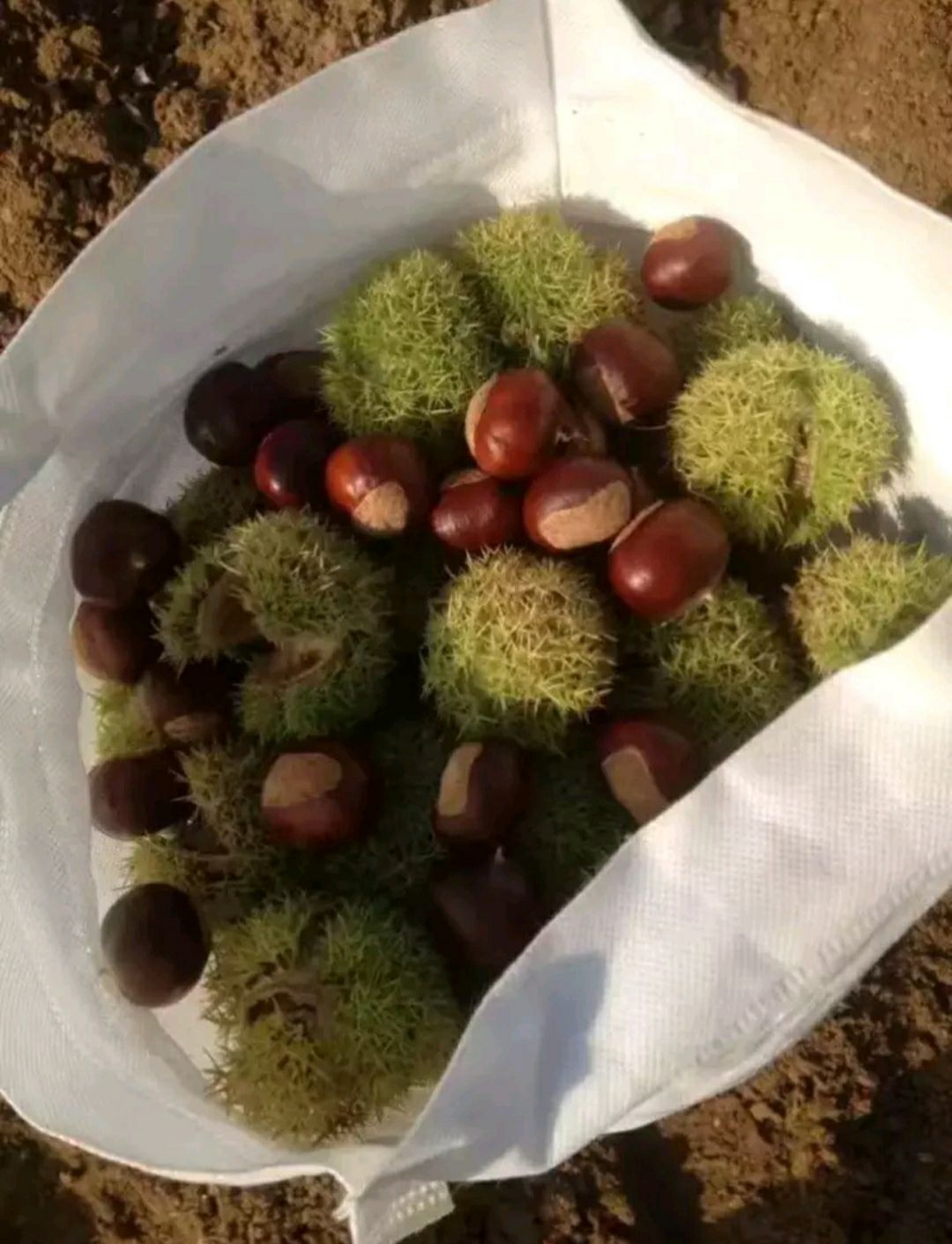 泰山板栗苗 嫁接蒙山板栗苗 南北方种植 山东种苗