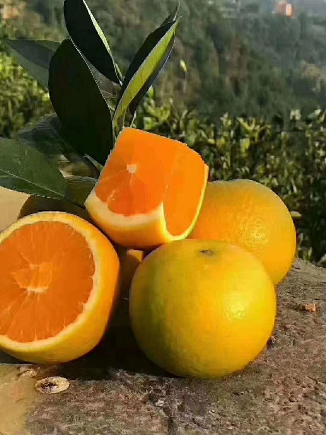 九月红脐橙/果冻橙/爱媛橙/爱媛38