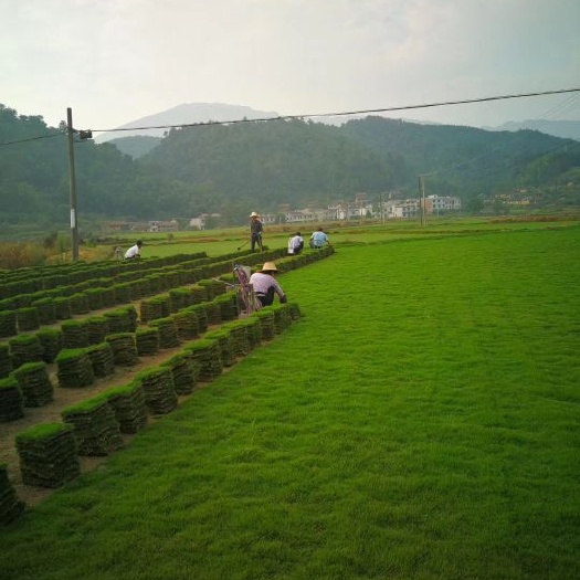 郴州 郴州马尼拉草皮