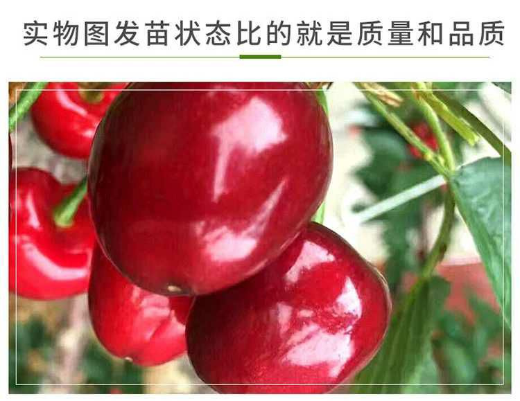  布鲁克斯樱桃苗 包品种包成活 现挖现发 死苗免费补发