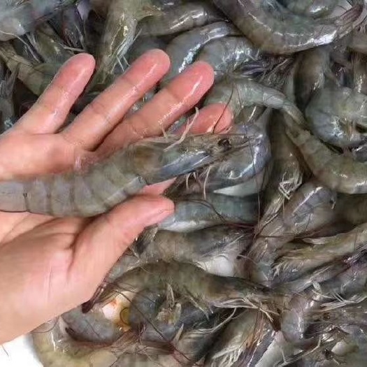 连云港 盐冻对虾壳薄体肥