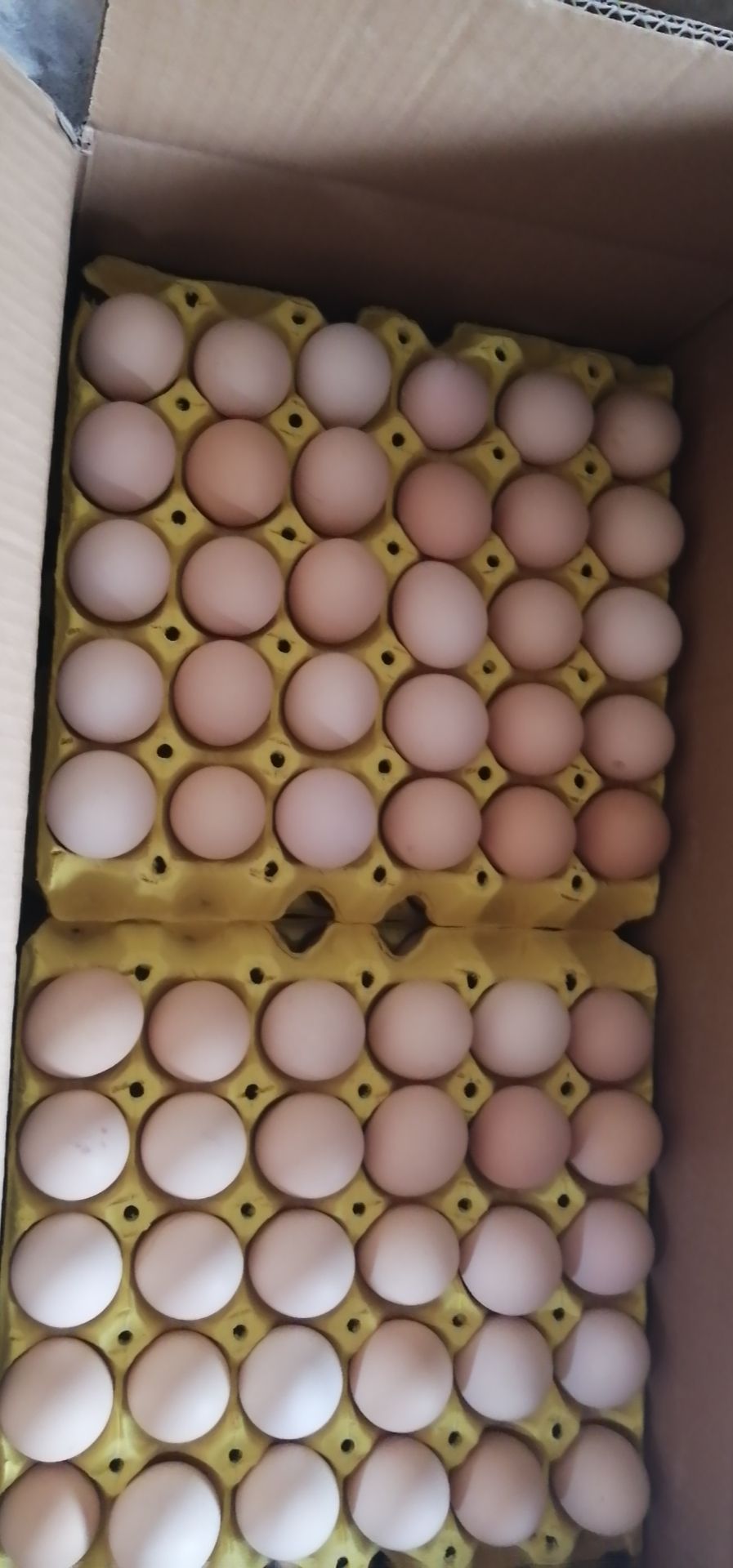  朱小慧鸡蛋批发