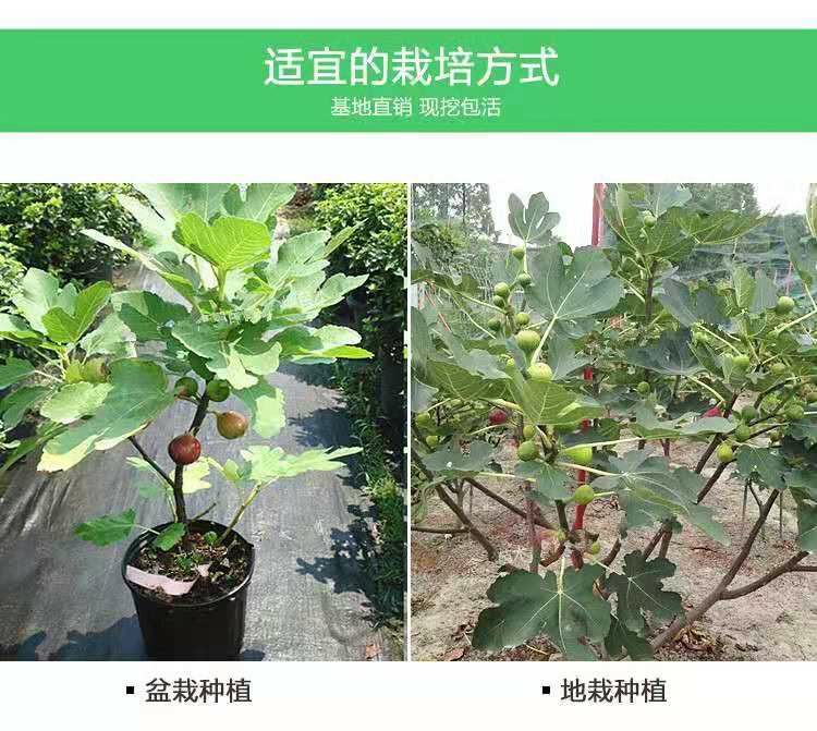 波姬红无花果苗 苗圃直供，保证品种和成活。1-3嫁接苗都有，免费技术指导。