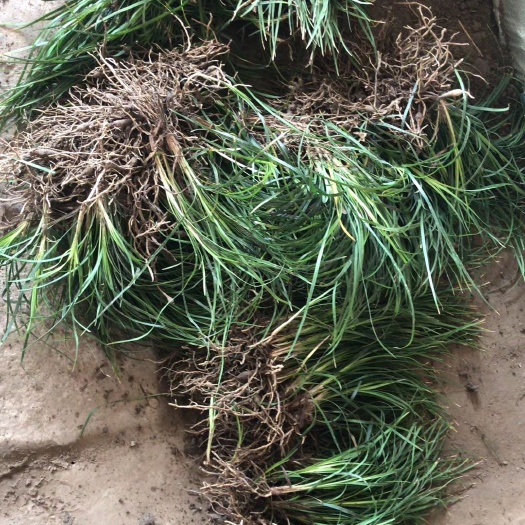 杭州 麦冬草