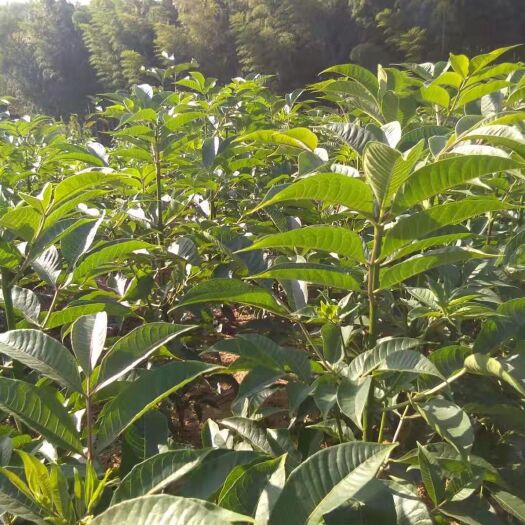 庐山市 江西正宗樟树中花吴茱萸苗