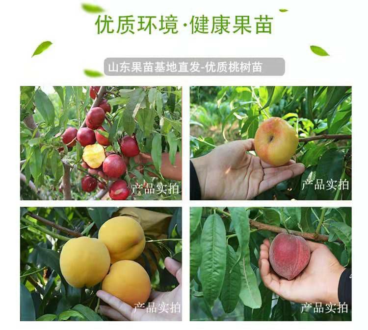 沂蒙霜红1号苗 苗圃直供，保证品种和成活。1-3嫁接苗都有，免费技术指导。