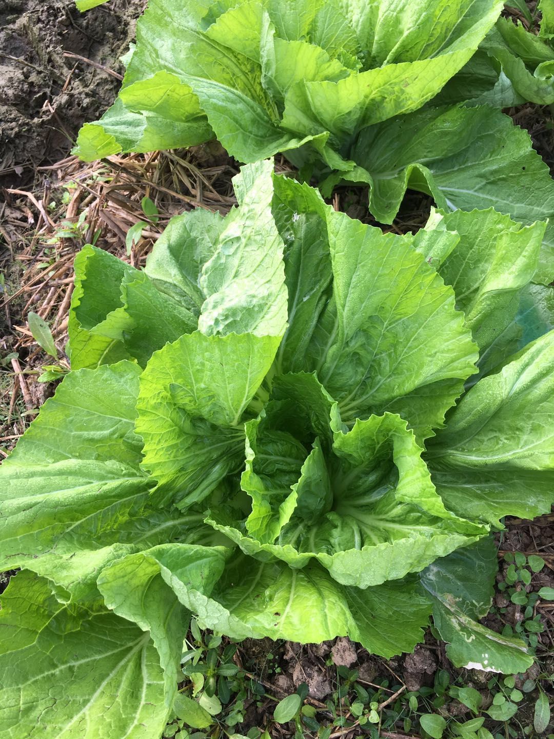 自家种的亮货包芯芥菜60亩