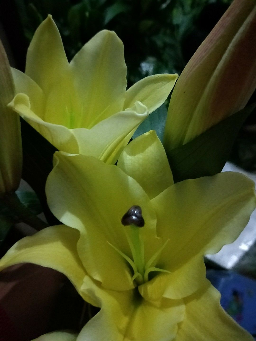 百合花 云南鲜花批发昆明鲜花斗南基地鲜花批发优质鲜花
