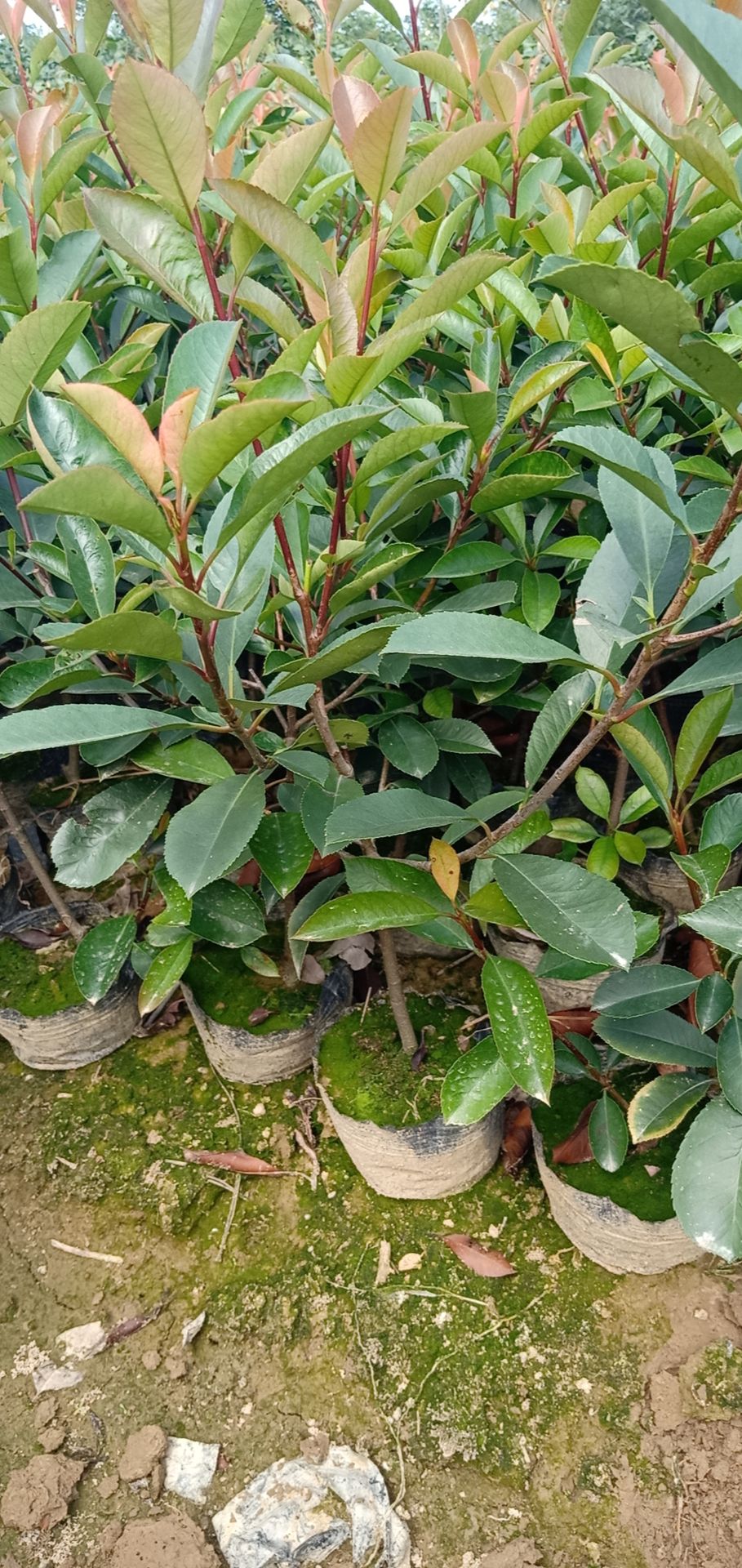  石楠大杯苗
