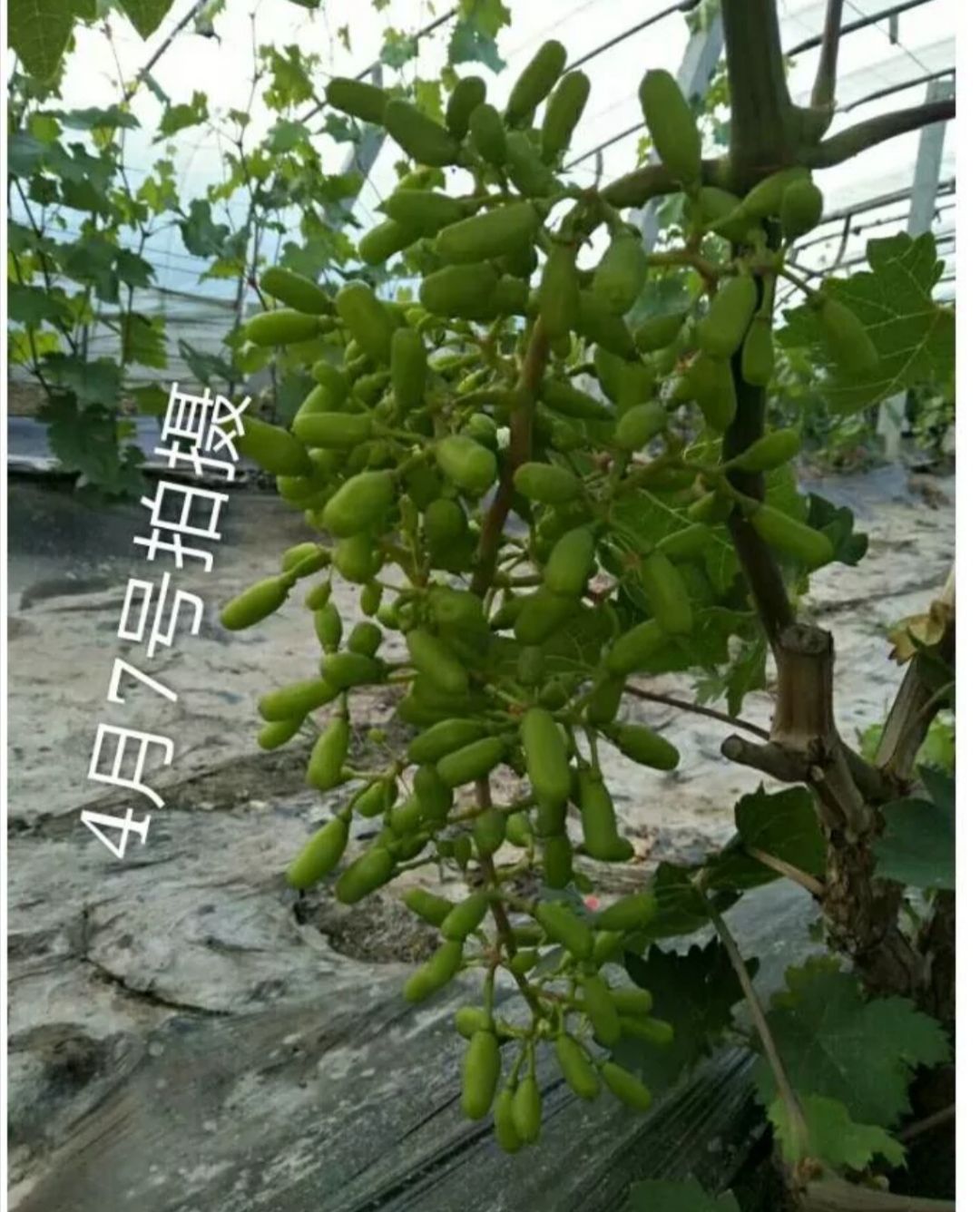 浪漫红颜葡萄苗，天然无核品种纯正，基地直销，现挖现卖