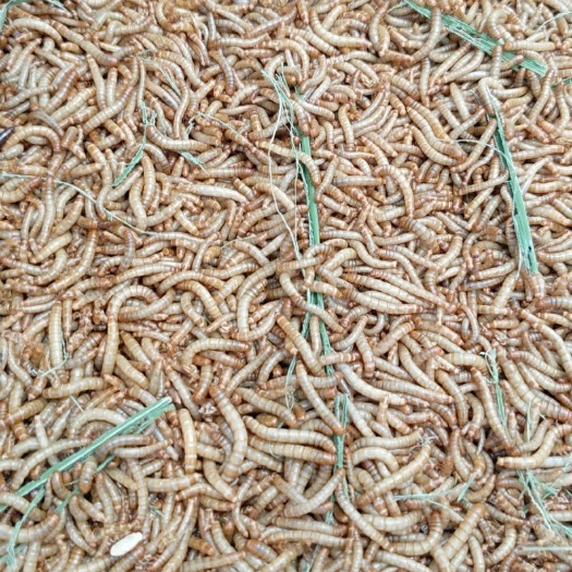 黄粉虫供应