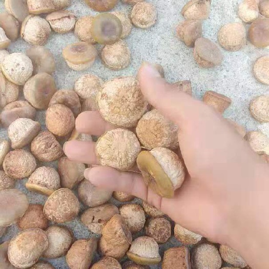 东兴市风流果 3-6个月