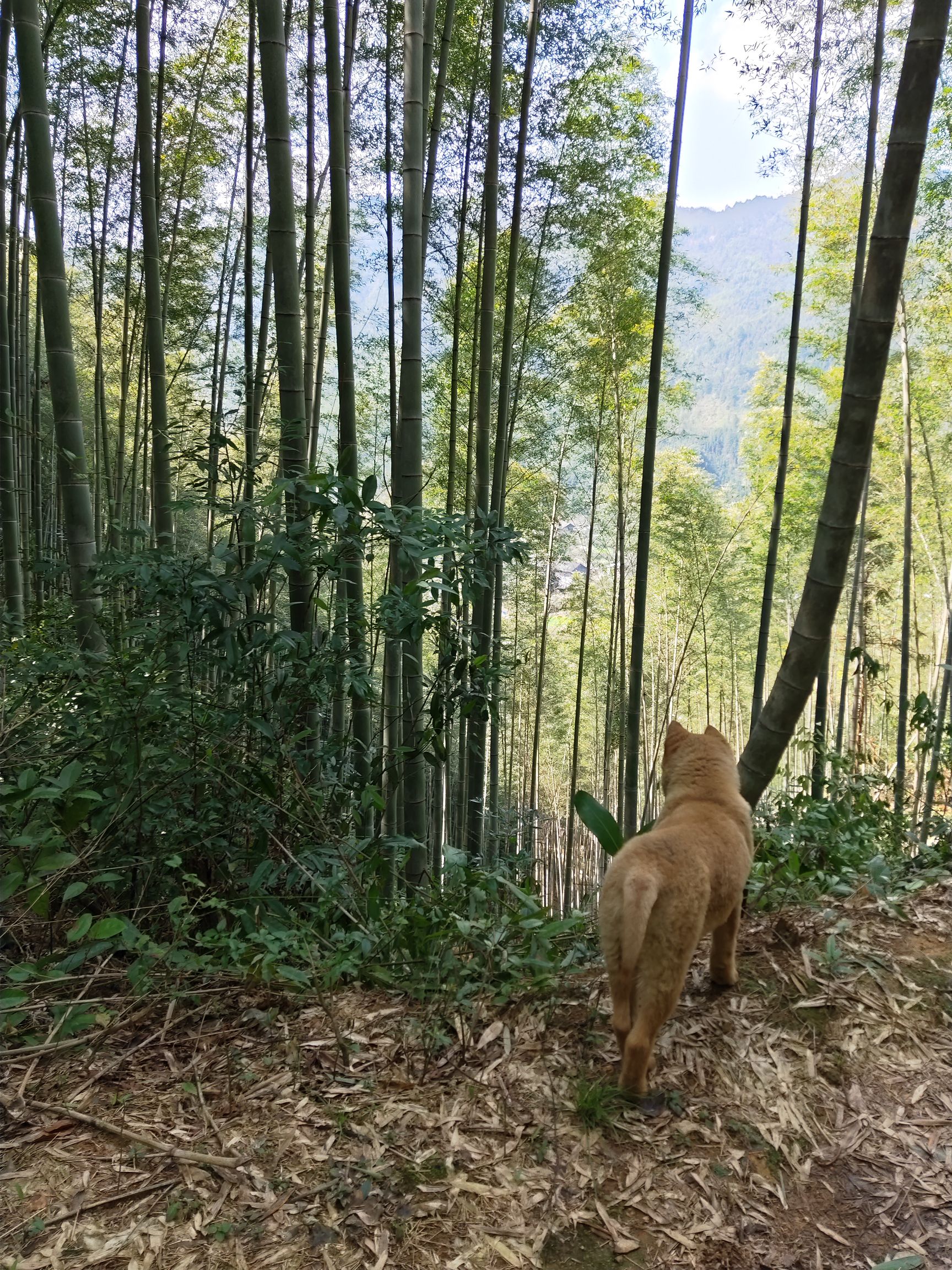  供应楠竹，需自行联系车辆上门取货