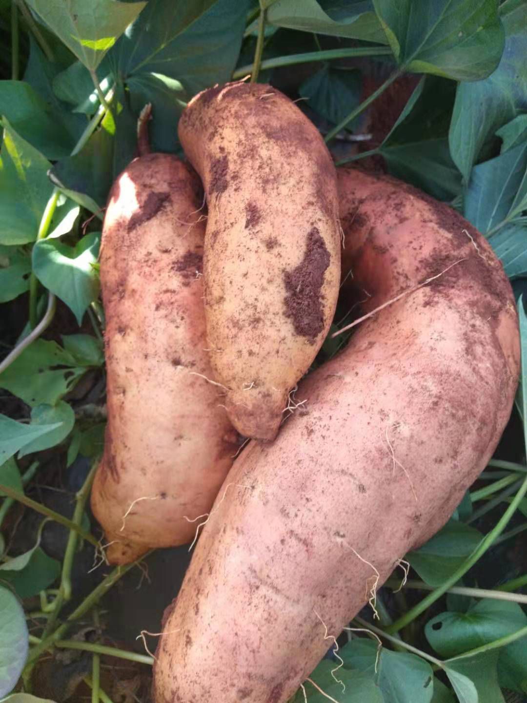  大量出售云南红薯，本人自己种，原产地直接批发，10万亩产量！