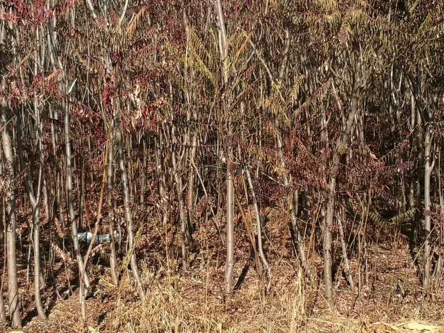 火炬树