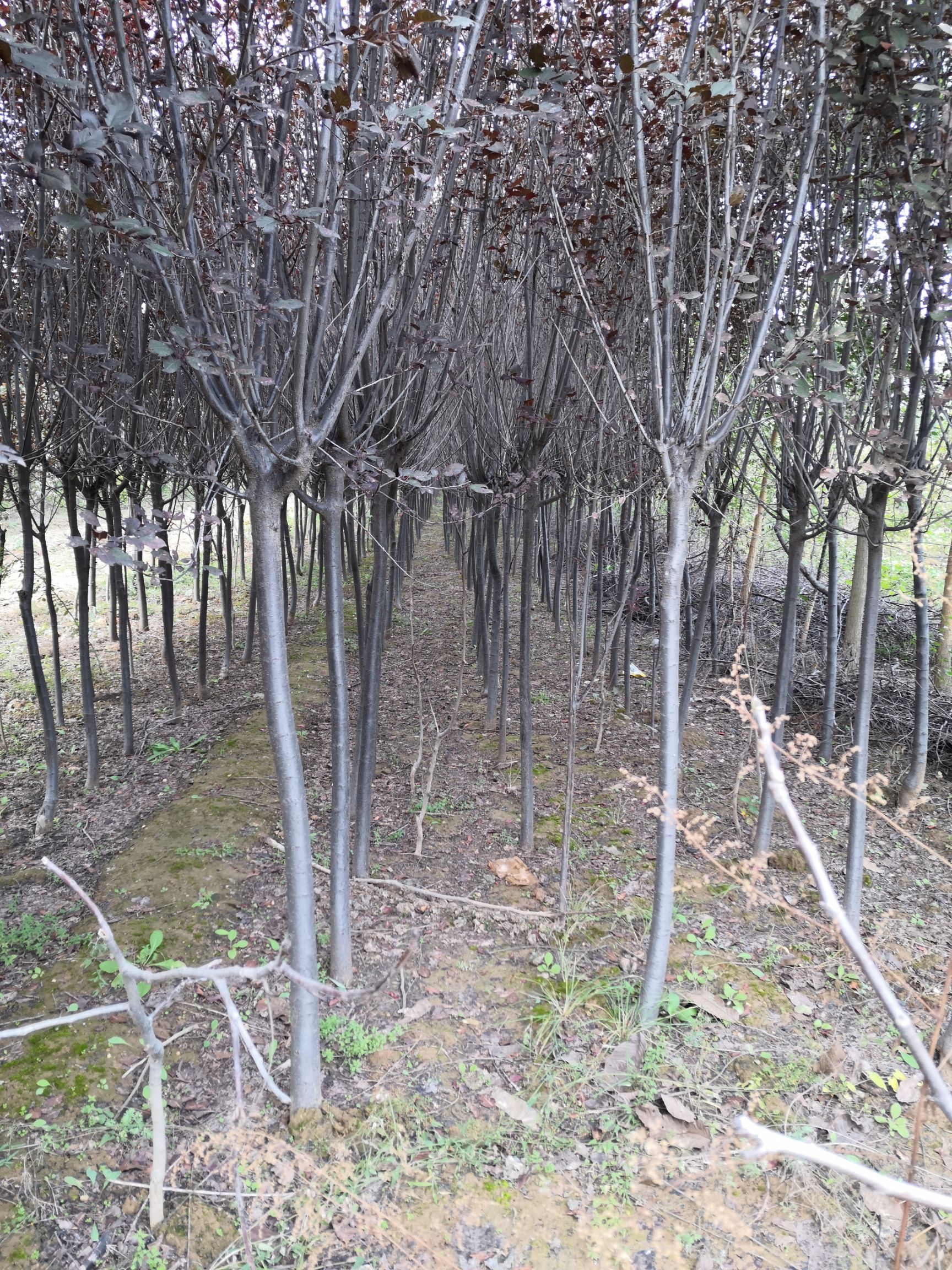  红叶李，紫叶李，行道树，二次发帽红叶李