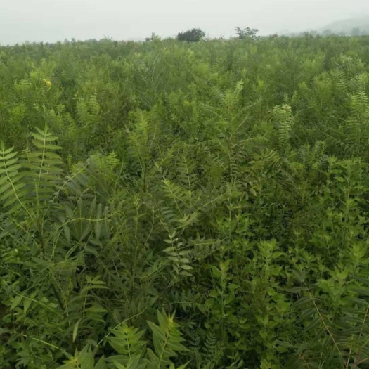 北票市大量供应文冠果树苗成活率高基地直营价格优惠