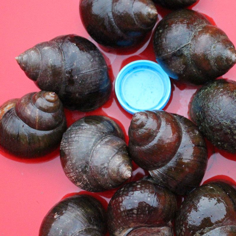 淡水厚壳田螺鲜活到家人工养殖田螺种苗一手货源