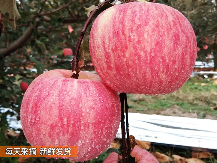 栖霞苹果 栖霞红富士果园直发只批发不零售3000斤起批